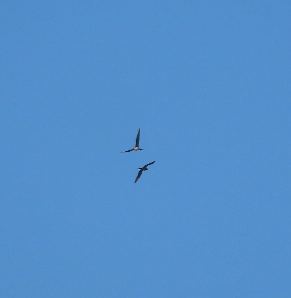 Parasitic Jaeger - ML637729572