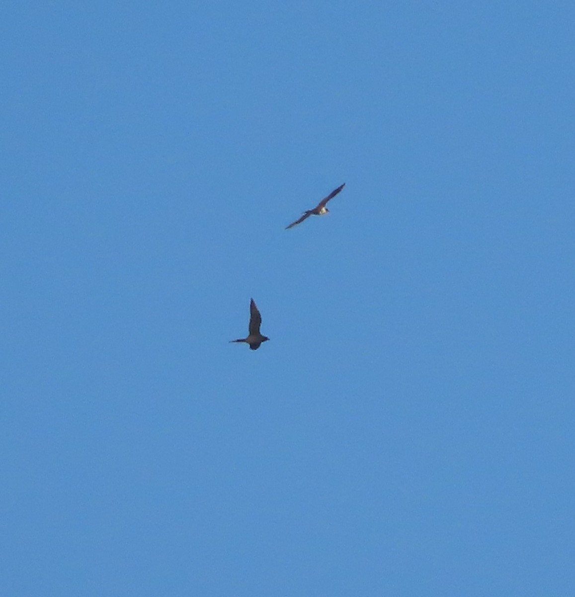 Parasitic Jaeger - ML637729573