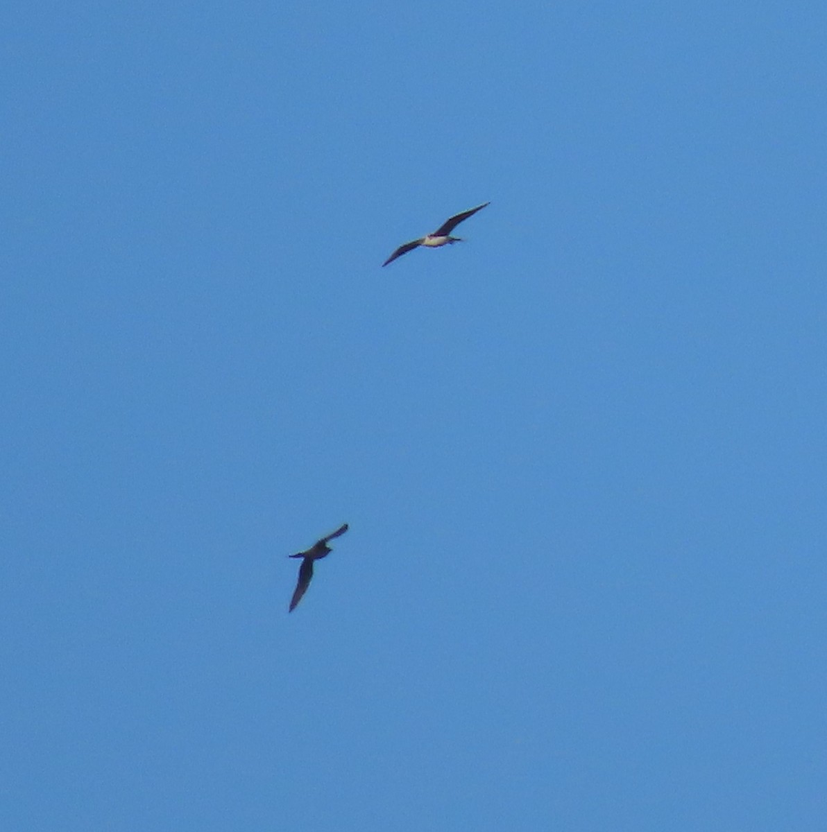 Parasitic Jaeger - ML637729574