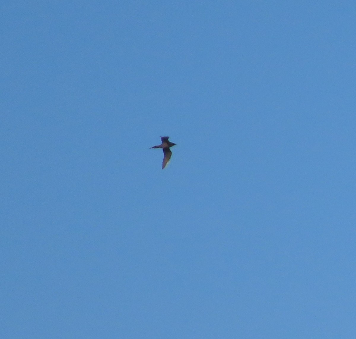 Parasitic Jaeger - ML637729577