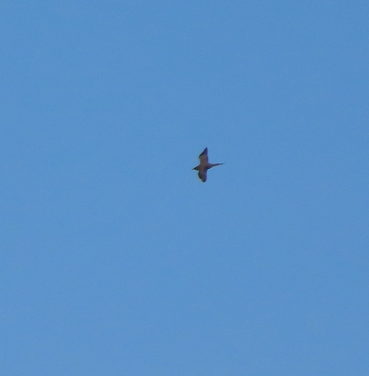 Parasitic Jaeger - ML637729589