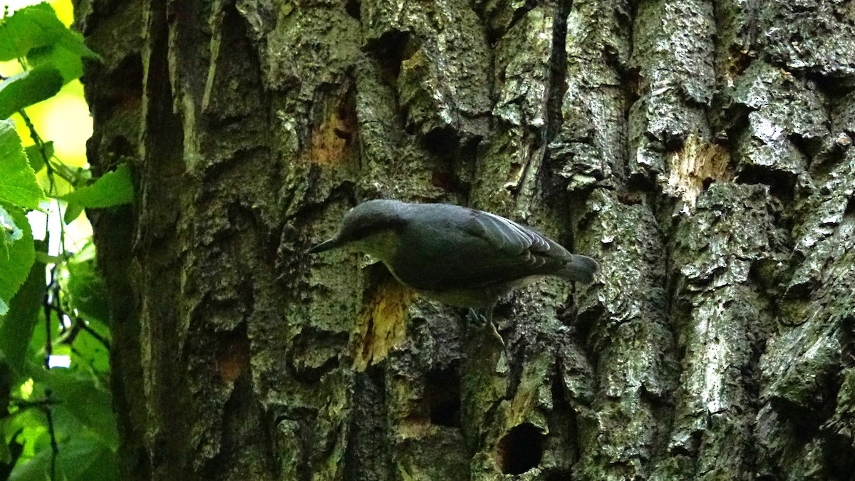 Eurasian Nuthatch (Western) - ML637729602