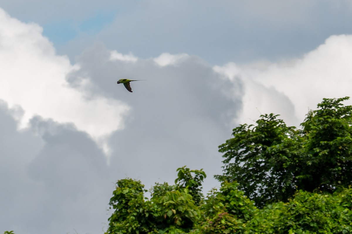 Gray-headed Parakeet - ML637729671