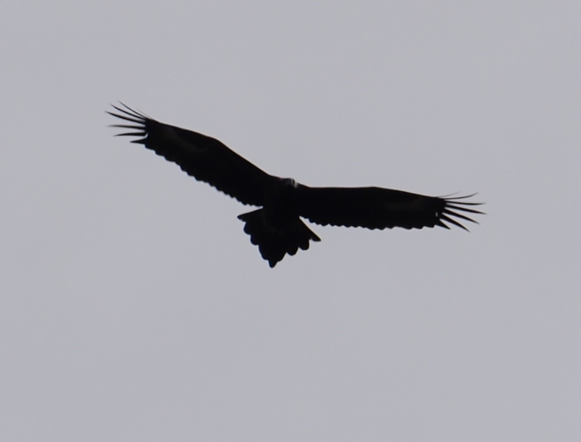 Wedge-tailed Eagle - ML637729699
