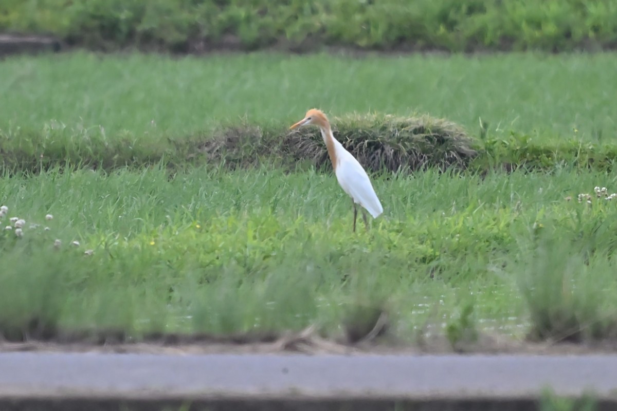 Eastern Cattle-Egret - ML637729733