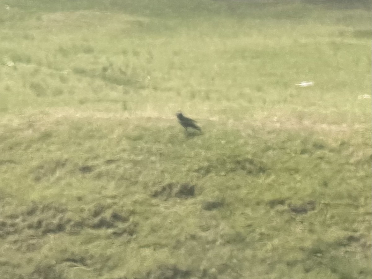 Cape Crow - ML637729737