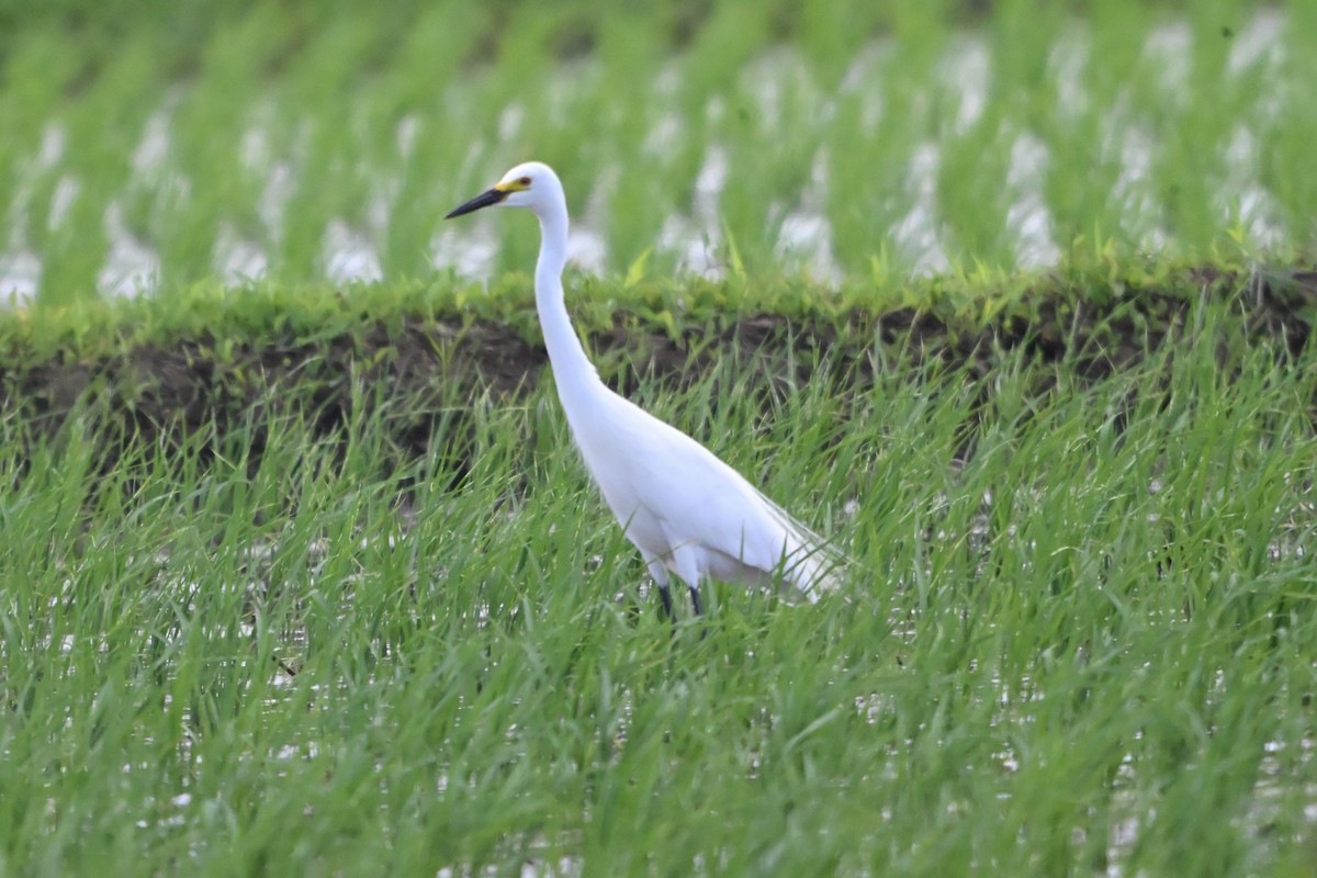 Great Egret - ML637729738