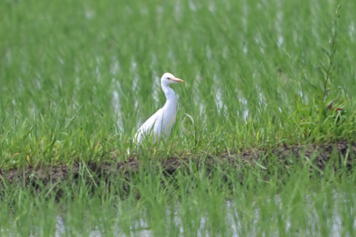 Medium Egret - ML637729743