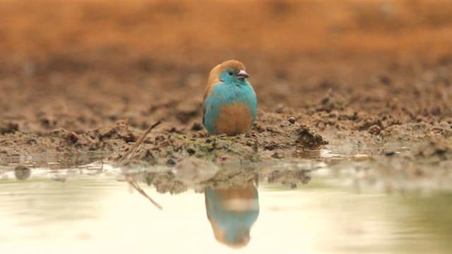 Southern Cordonbleu - ML637729758