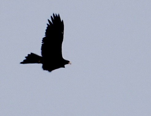 Wedge-tailed Eagle - ML637729762