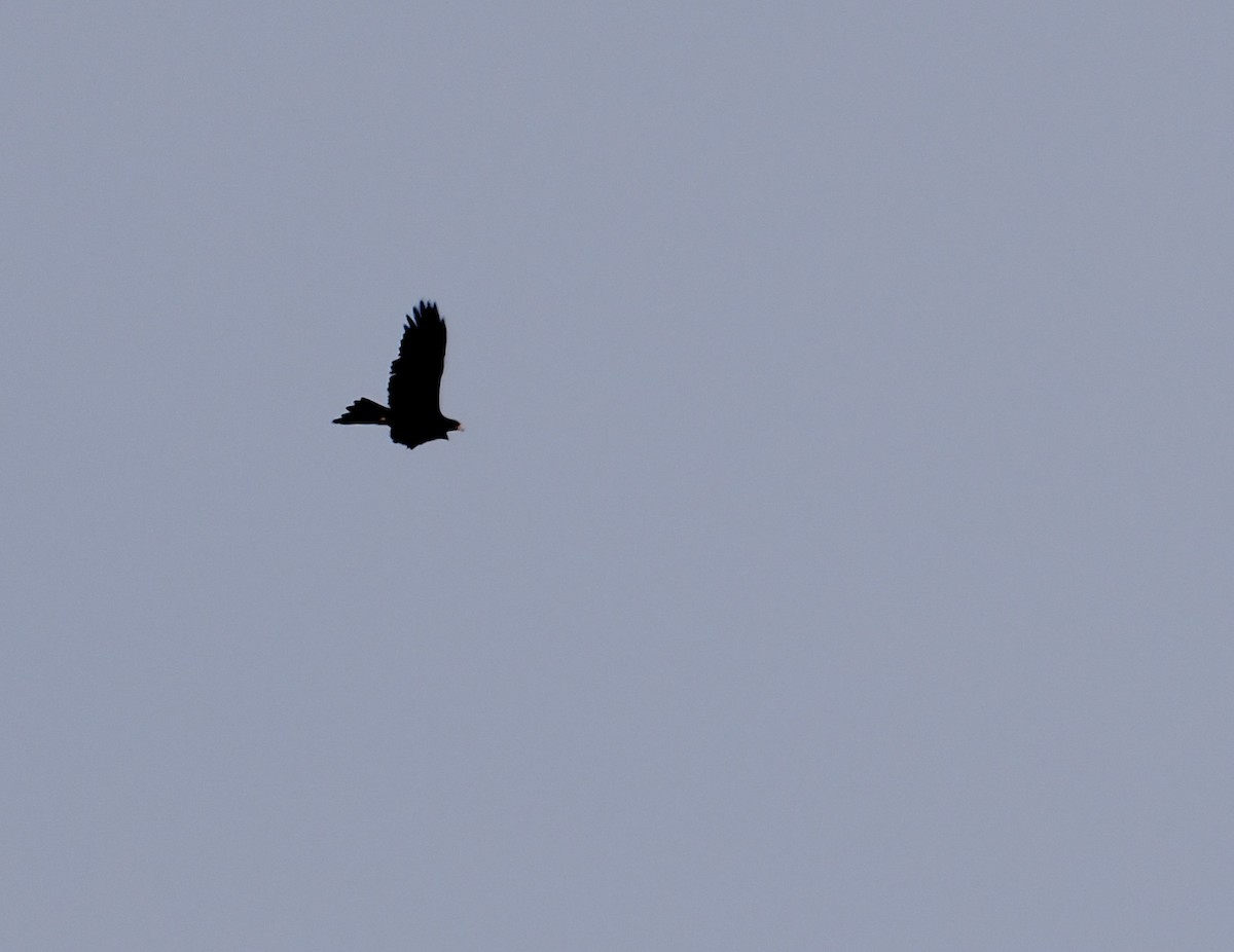 Wedge-tailed Eagle - ML637729763