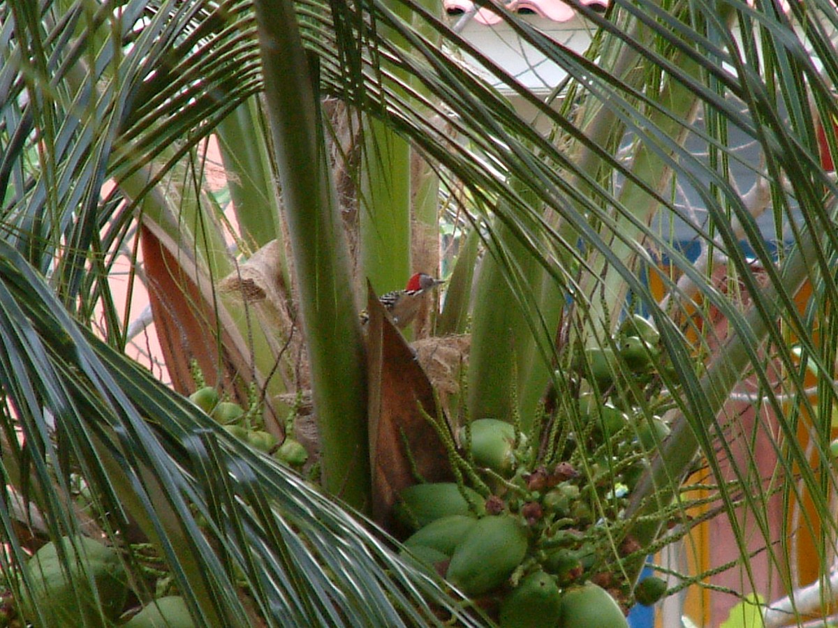 Hispaniolan Woodpecker - ML637729796
