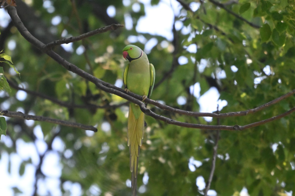 Rose-ringed Parakeet - ML637729812