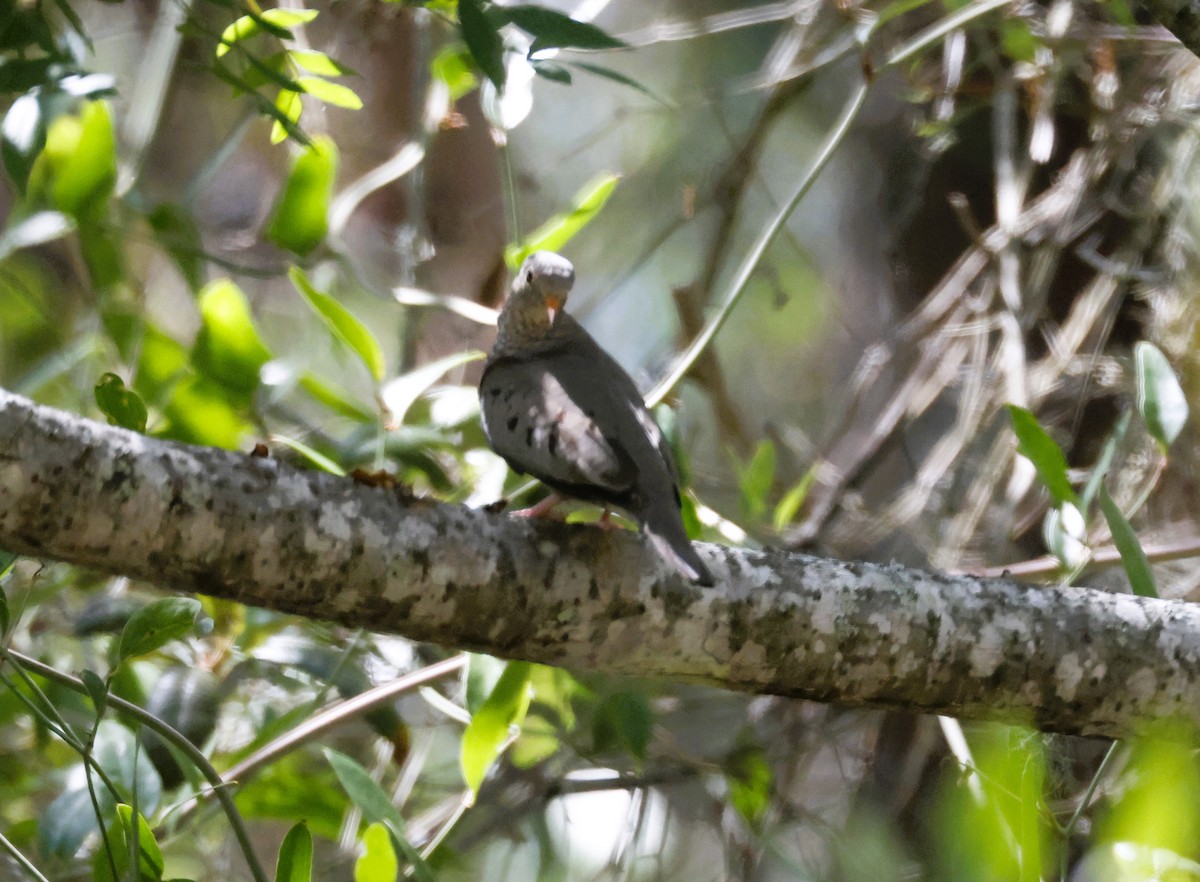 Common Ground Dove - ML637729813