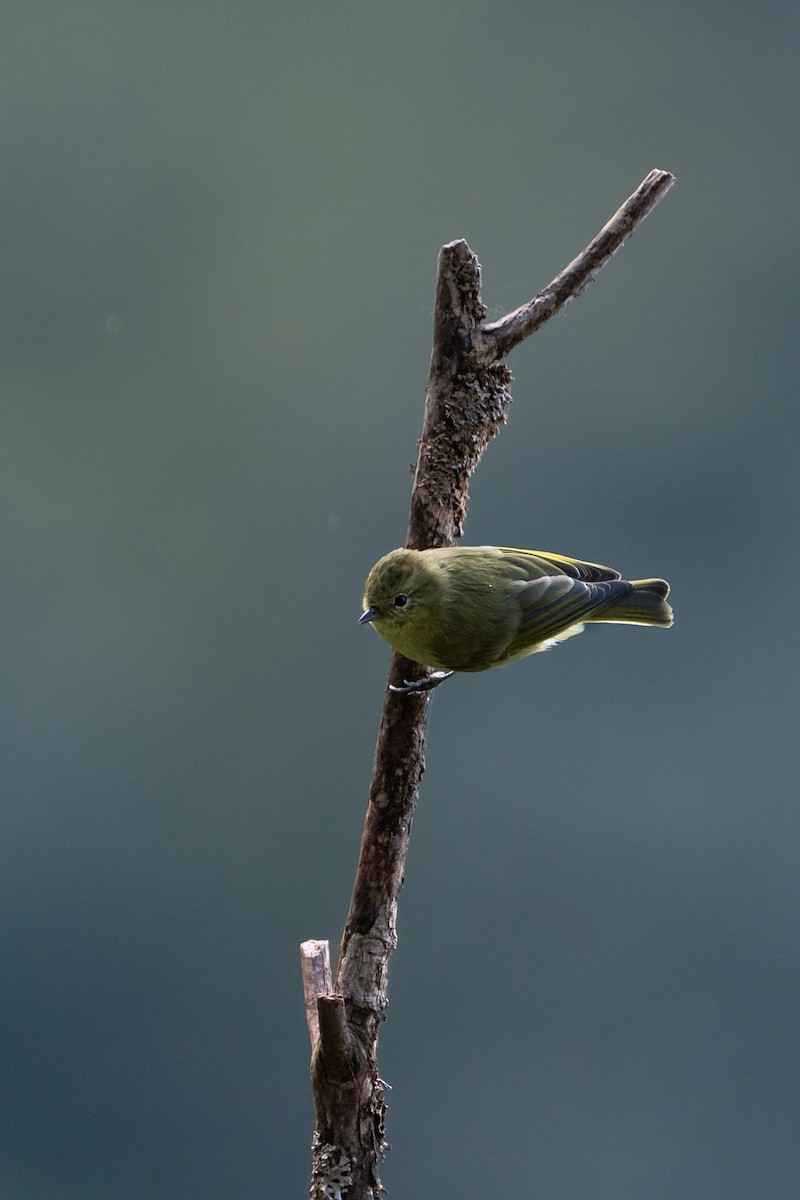 Yellow-browed Tit - ML637729984