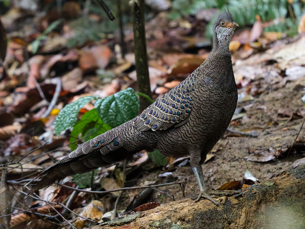 Gray Peacock-Pheasant - ML637729987