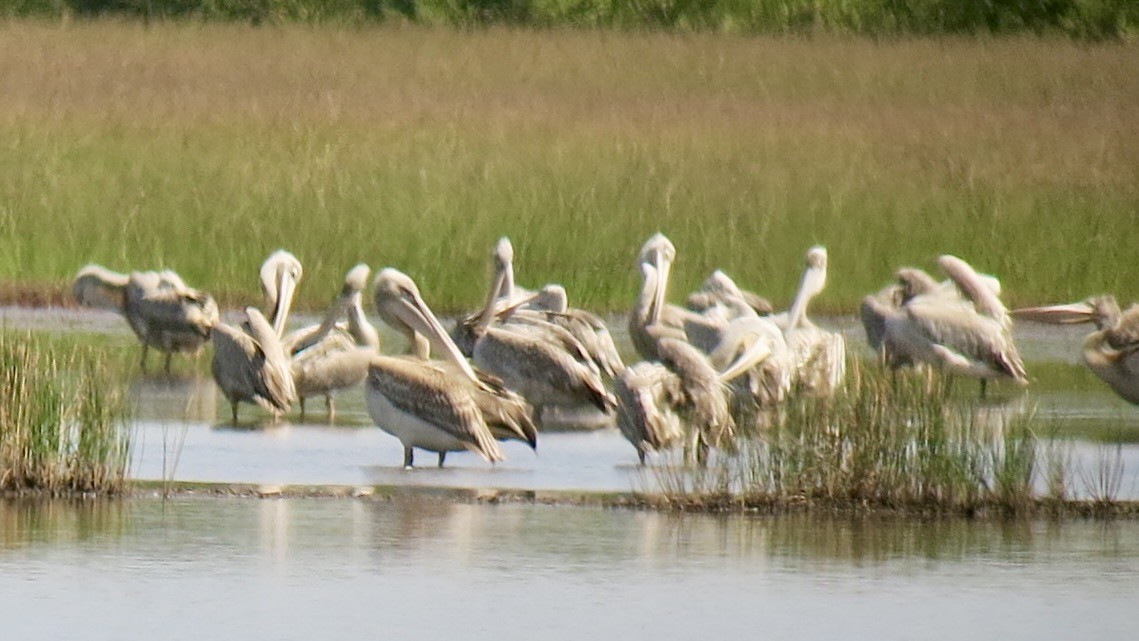 Pink-backed Pelican - ML637729994