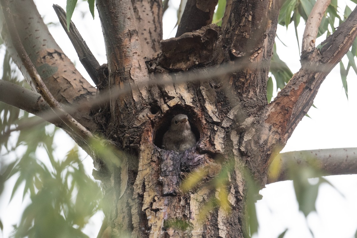 Daurian Starling - ML637730003