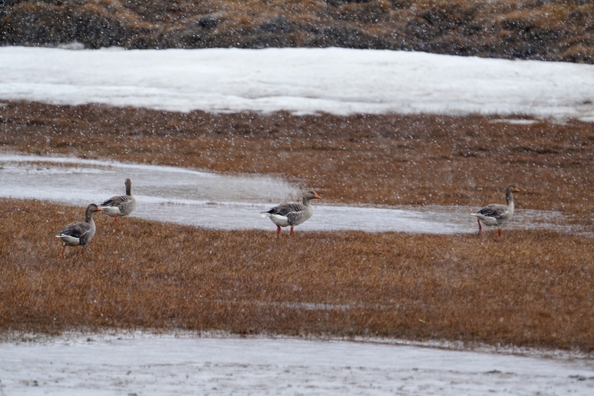 Graylag Goose - ML637730057