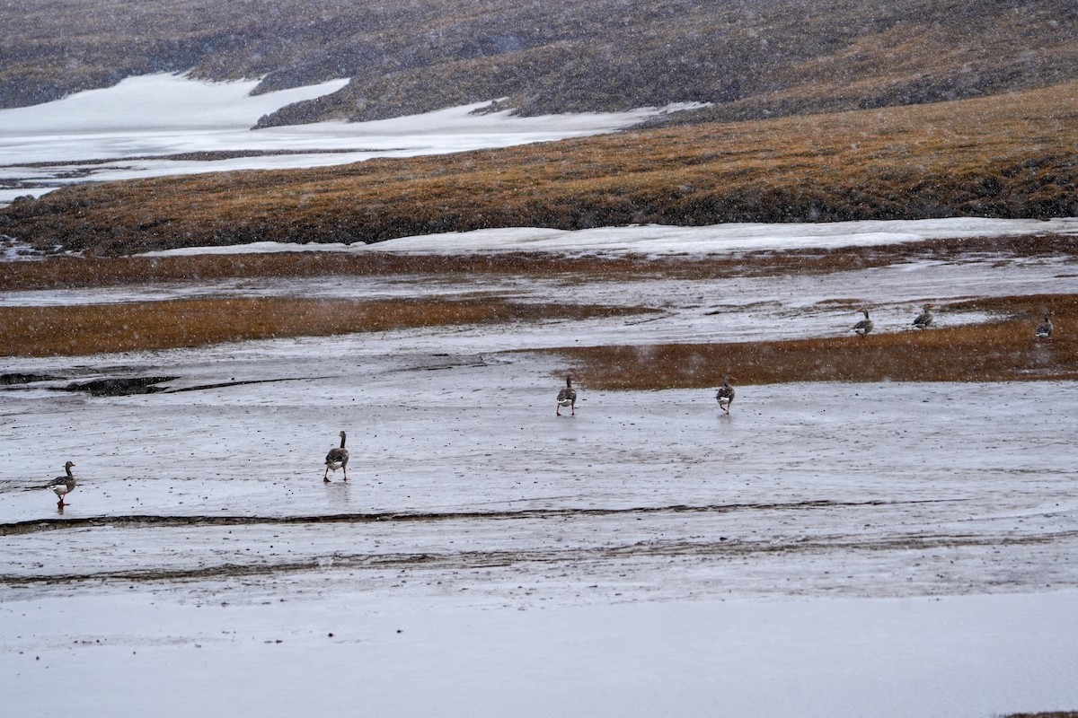 Graylag Goose - ML637730058