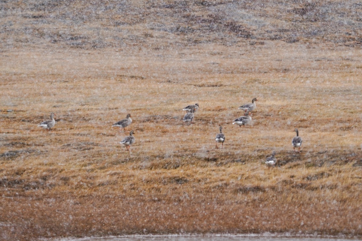 Graylag Goose - ML637730059