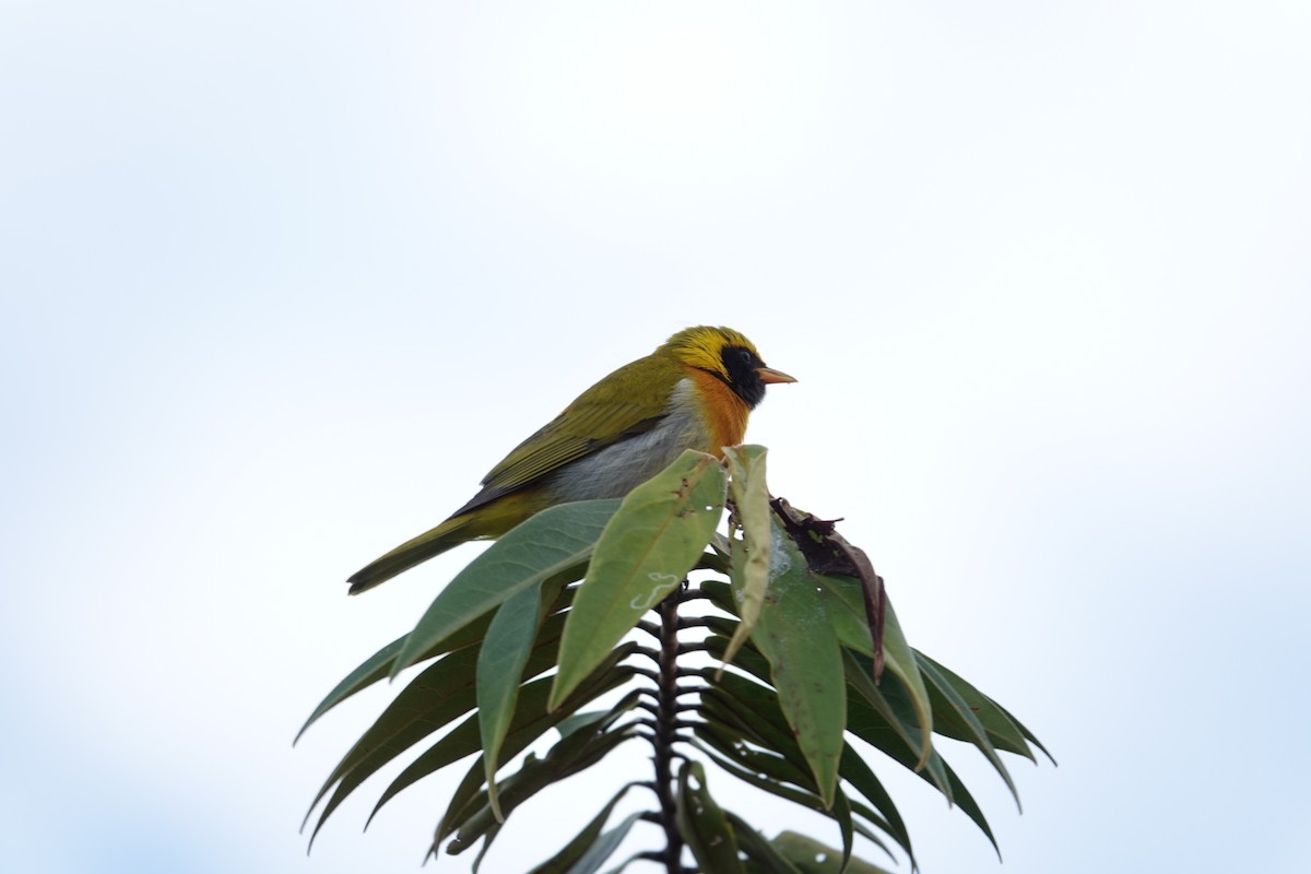Guira Tanager - ML637730124