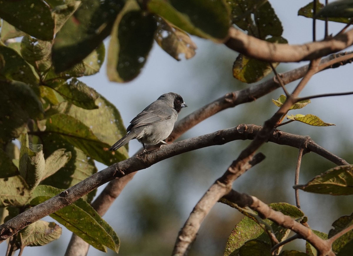 Black-faced Tanager - ML637730138
