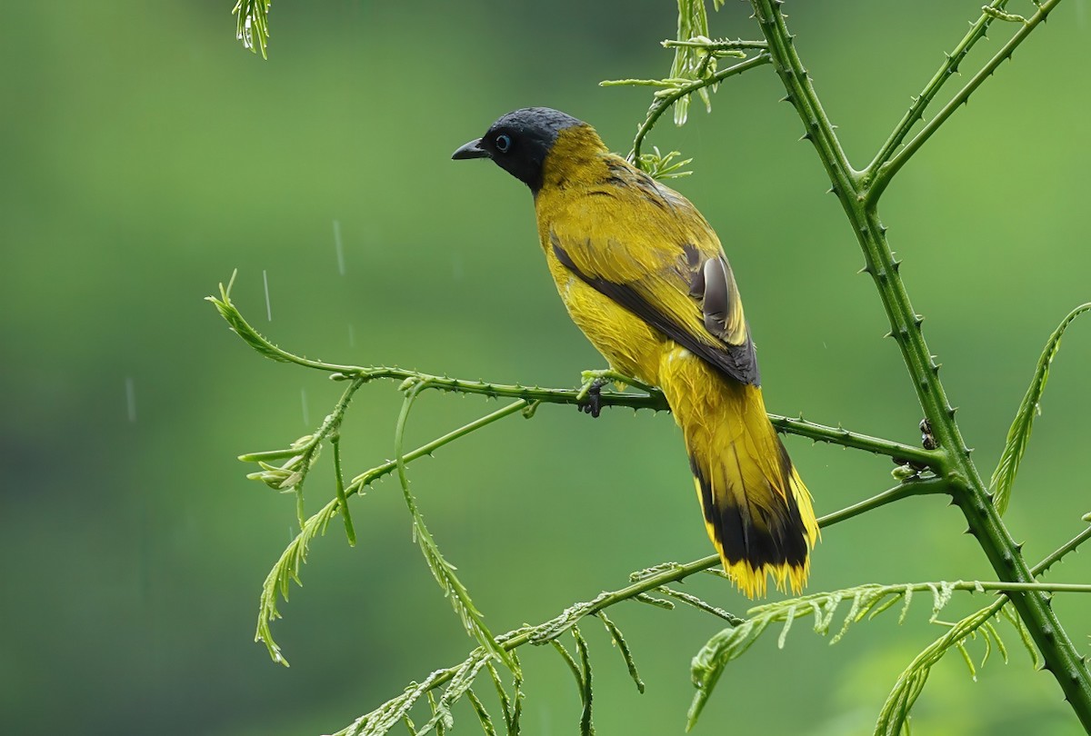 Black-headed Bulbul - ML637730189