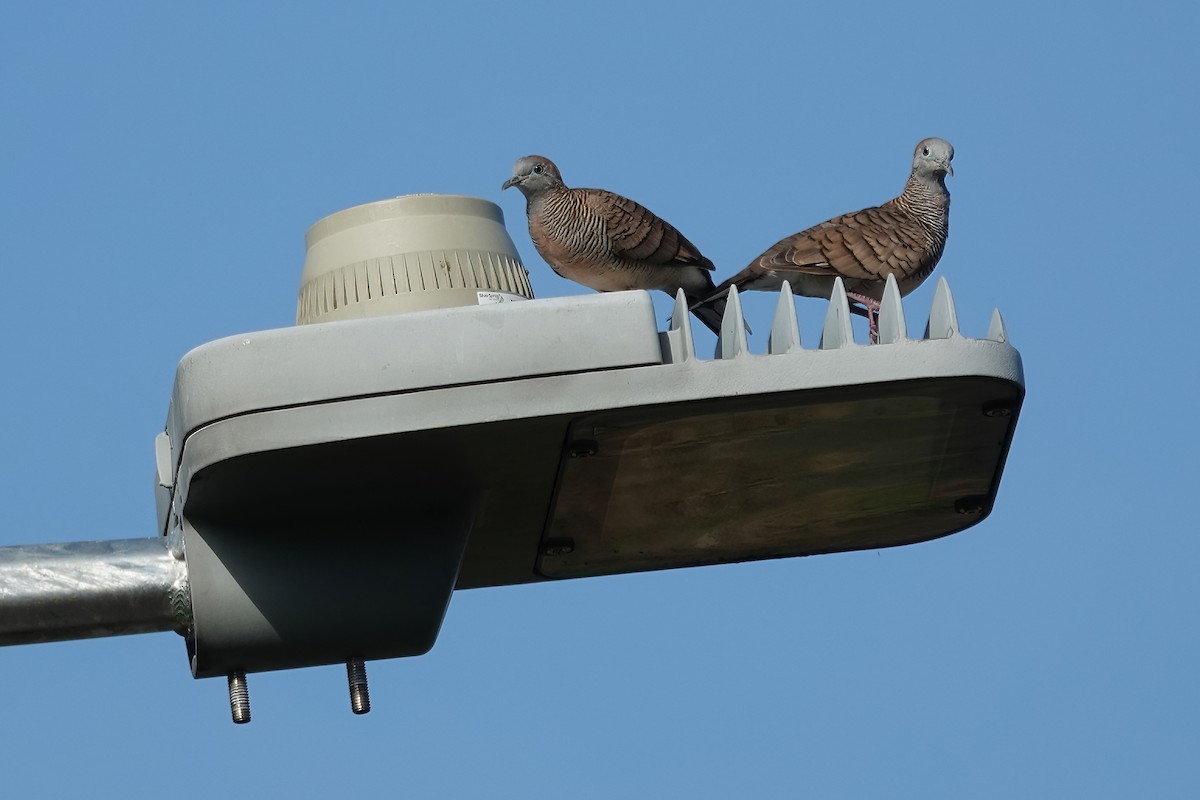 Zebra Dove - ML637730194