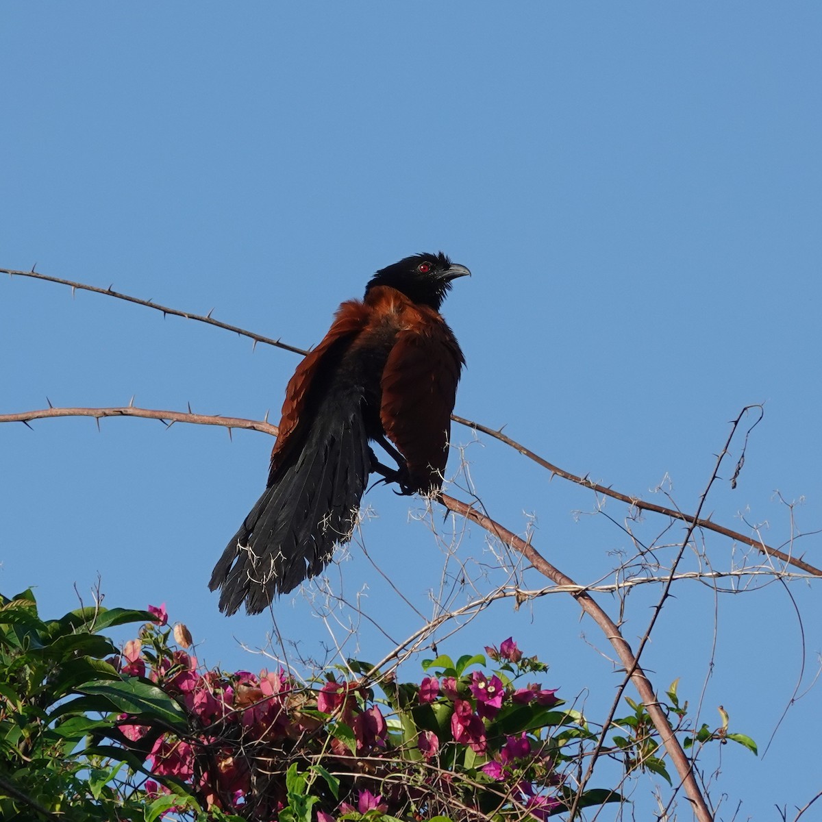 Greater Coucal - ML637730203