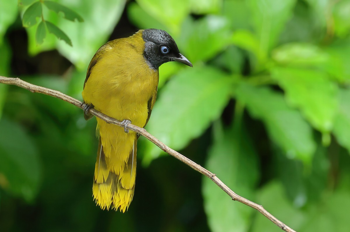 Black-headed Bulbul - ML637730207
