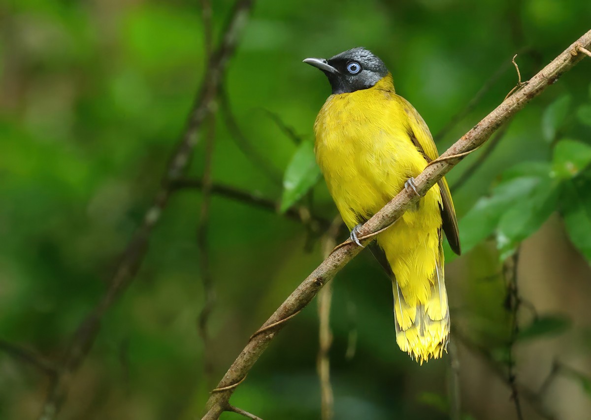 Black-headed Bulbul - ML637730208