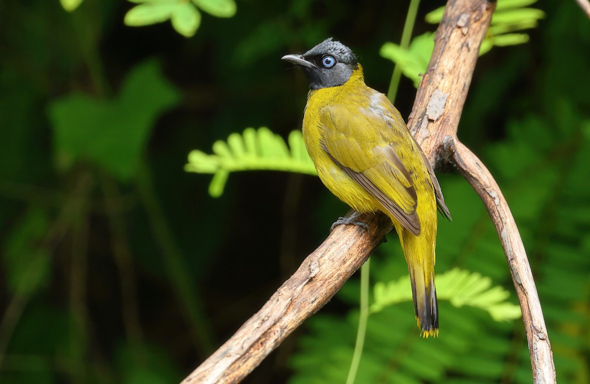 Black-headed Bulbul - ML637730209