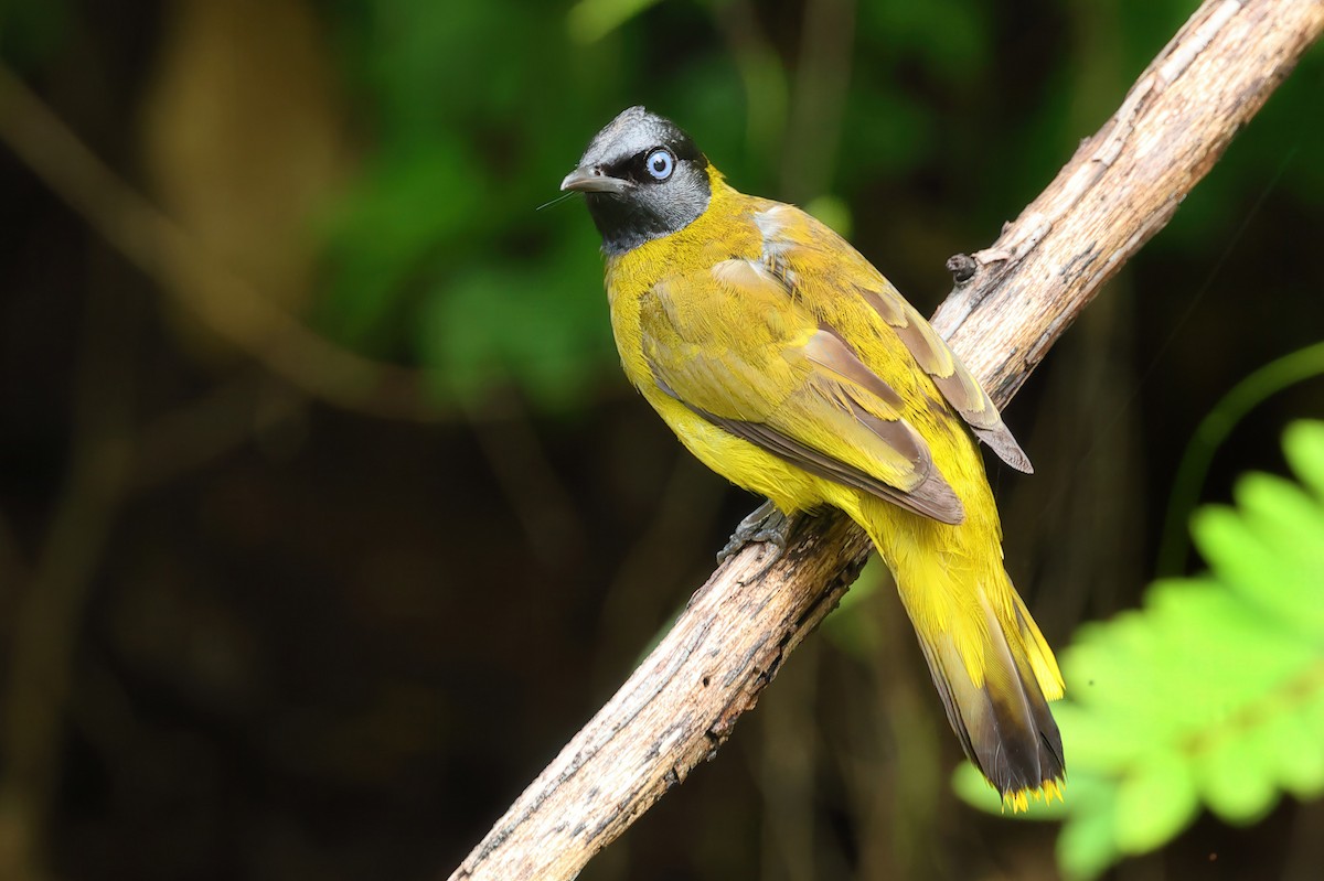 Black-headed Bulbul - ML637730210