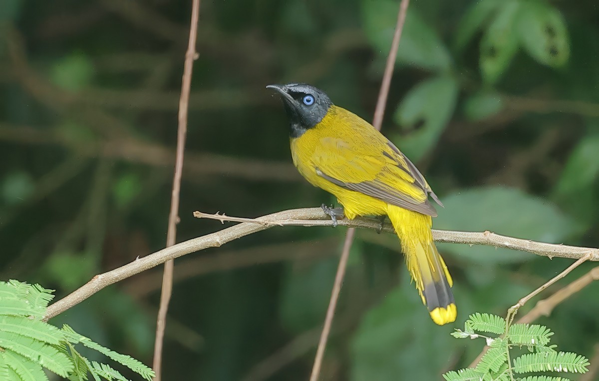 Black-headed Bulbul - ML637730223