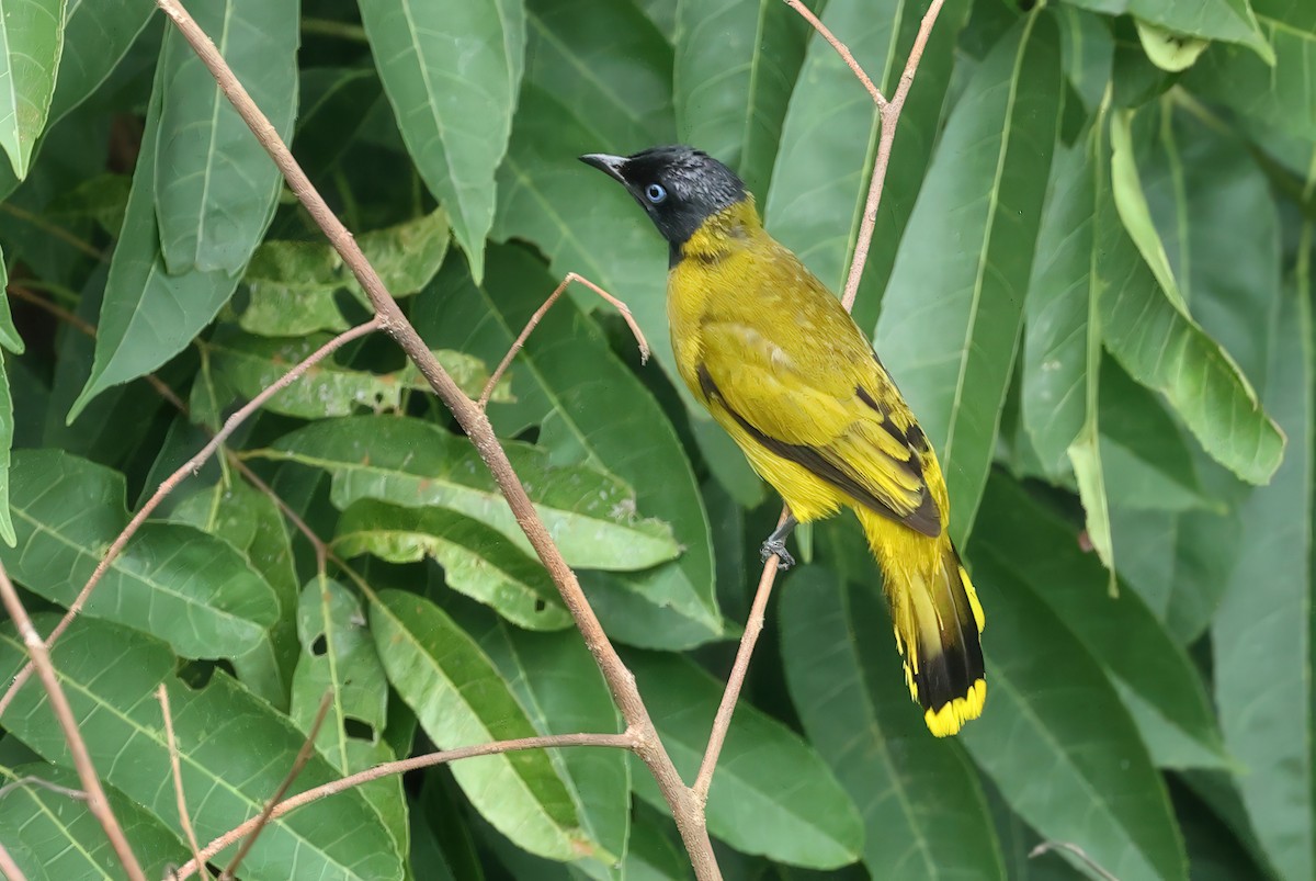 Black-headed Bulbul - ML637730224