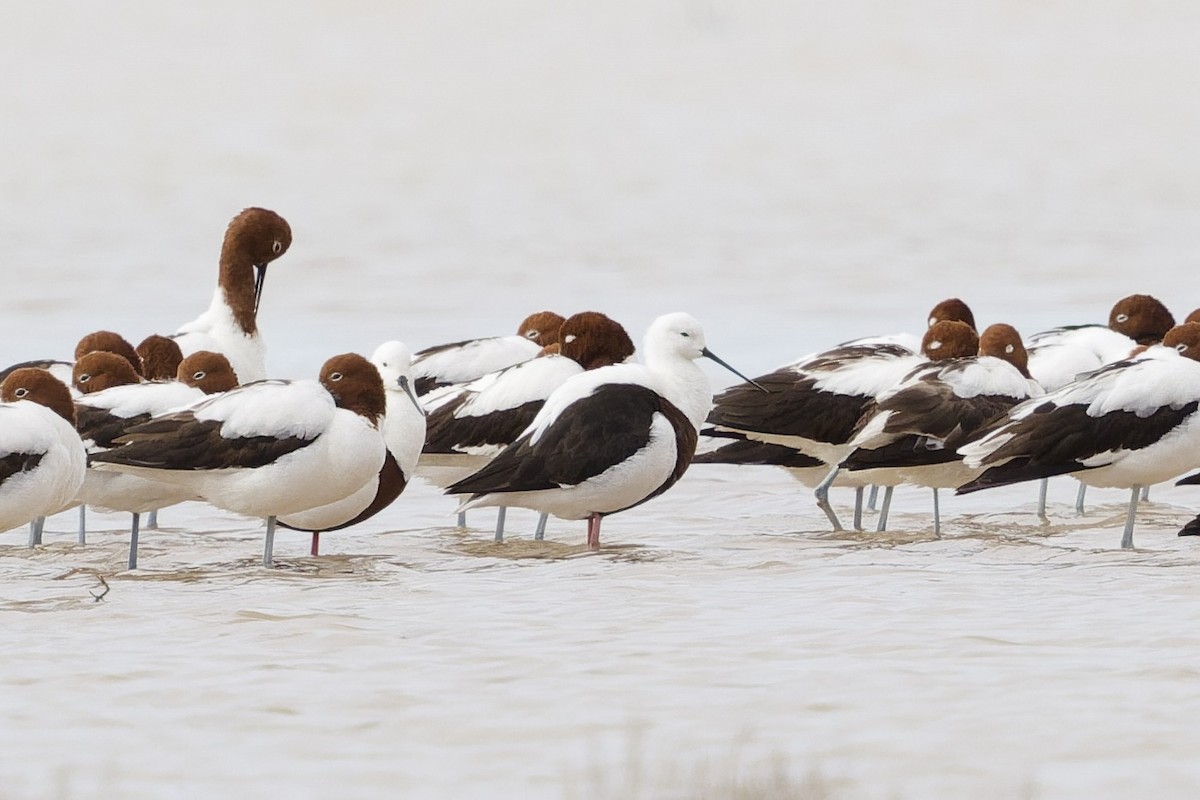 Banded Stilt - ML637730228