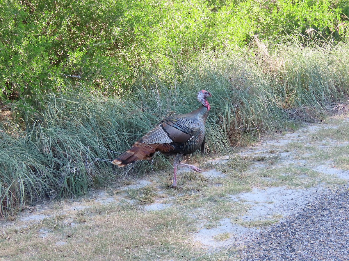 Wild Turkey - ML637730239