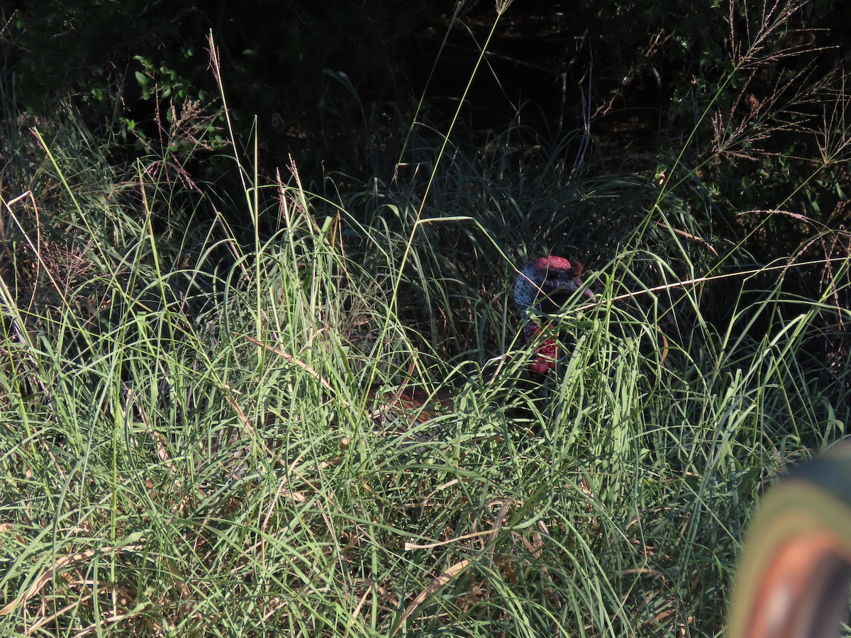 Wild Turkey - ML637730241