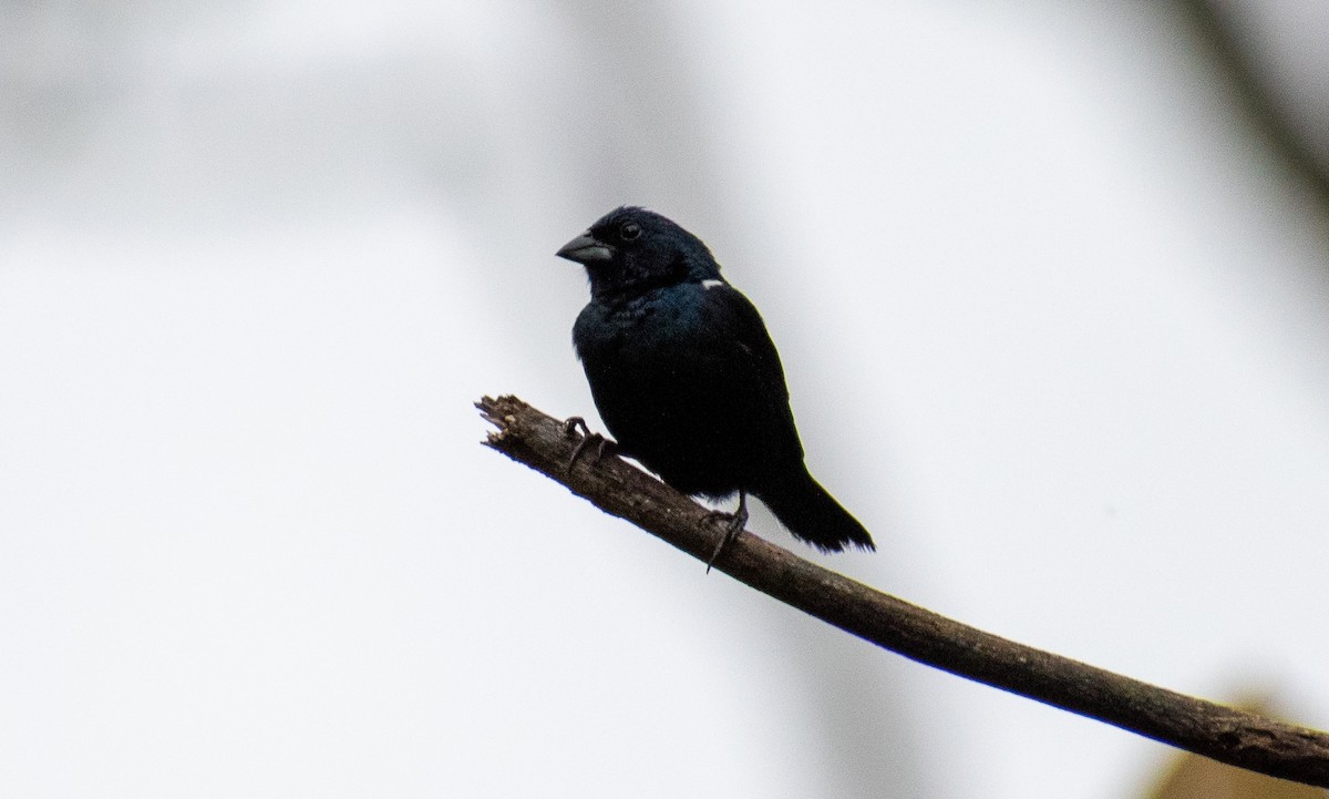 Якарина - ML637730275
