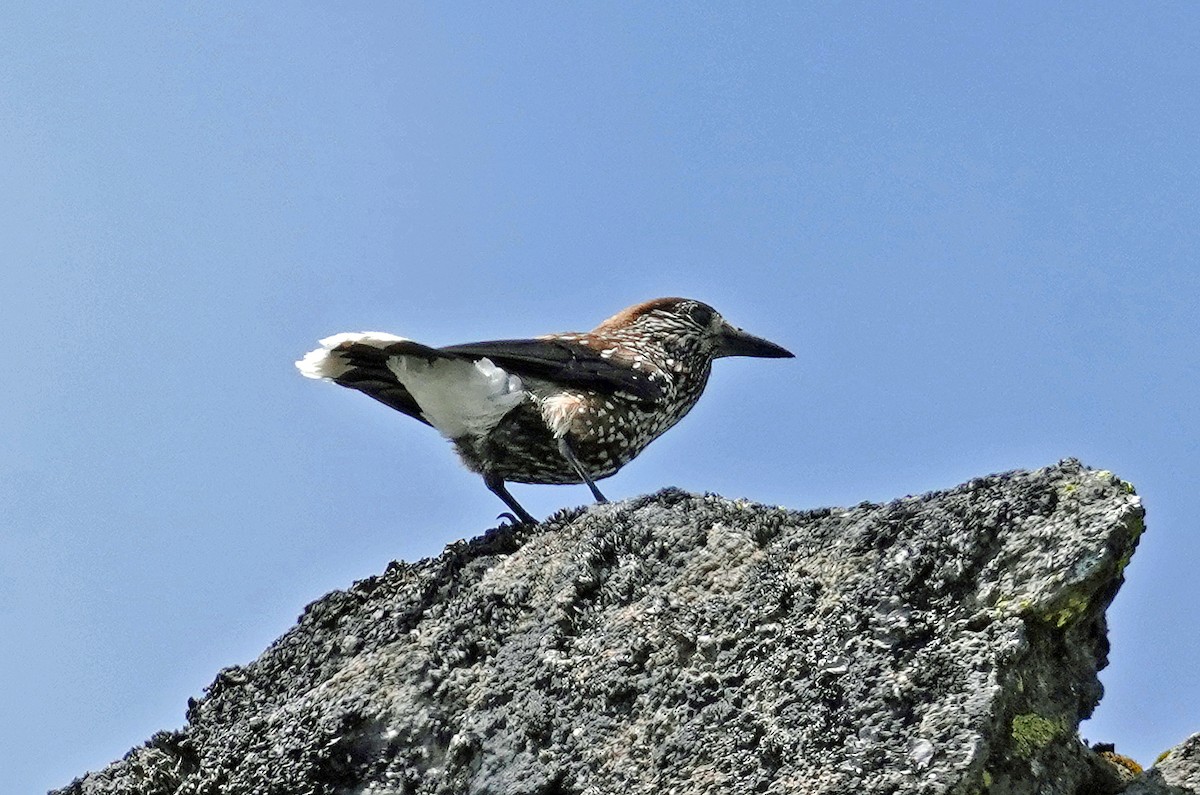 Northern Nutcracker - ML637730282