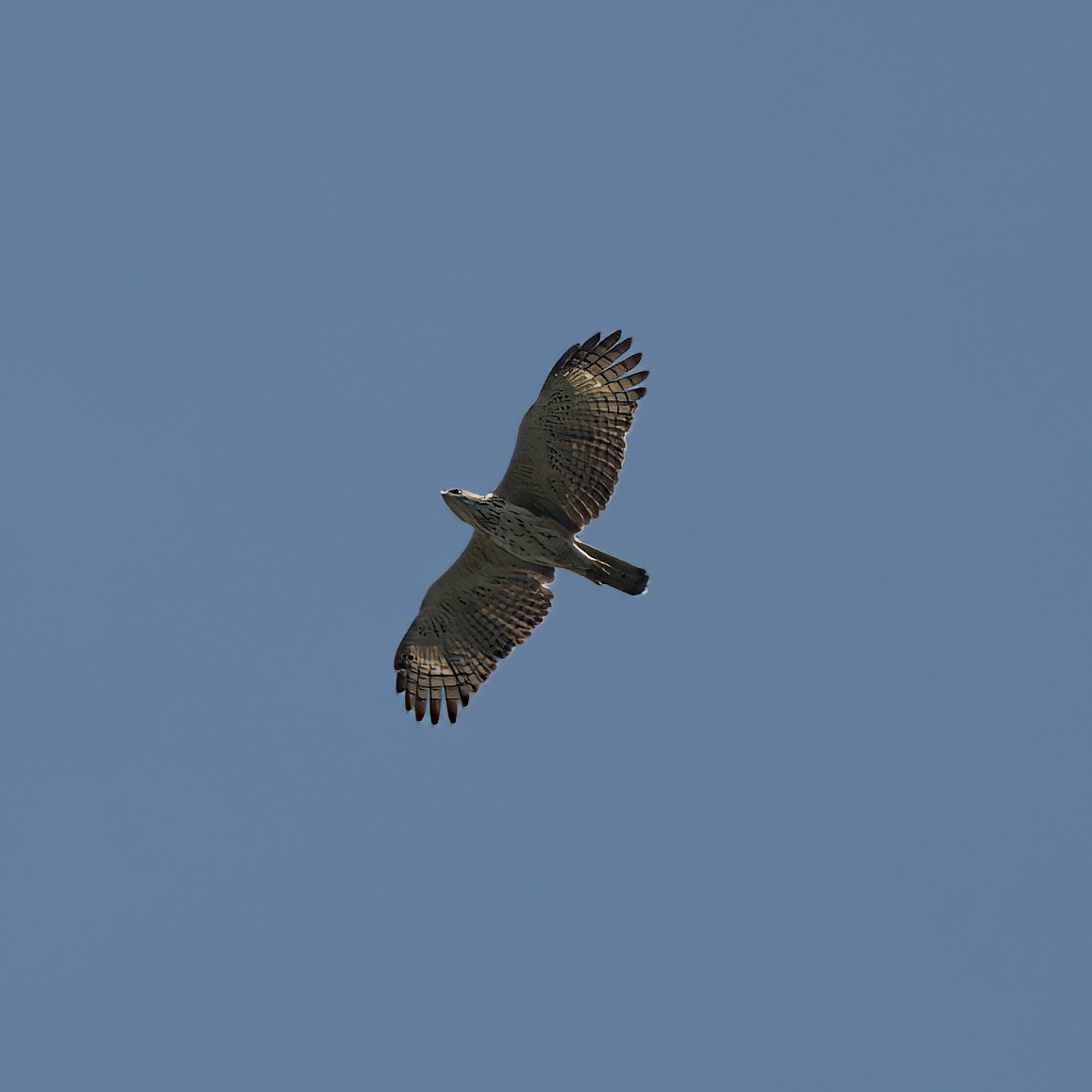 Aigle huppé - ML637730316