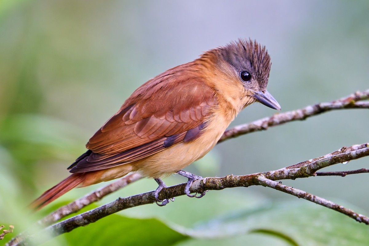Crested Becard - ML637730332
