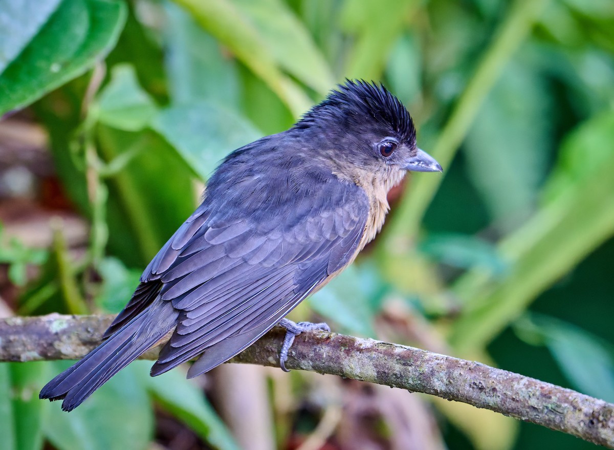 Crested Becard - ML637730335