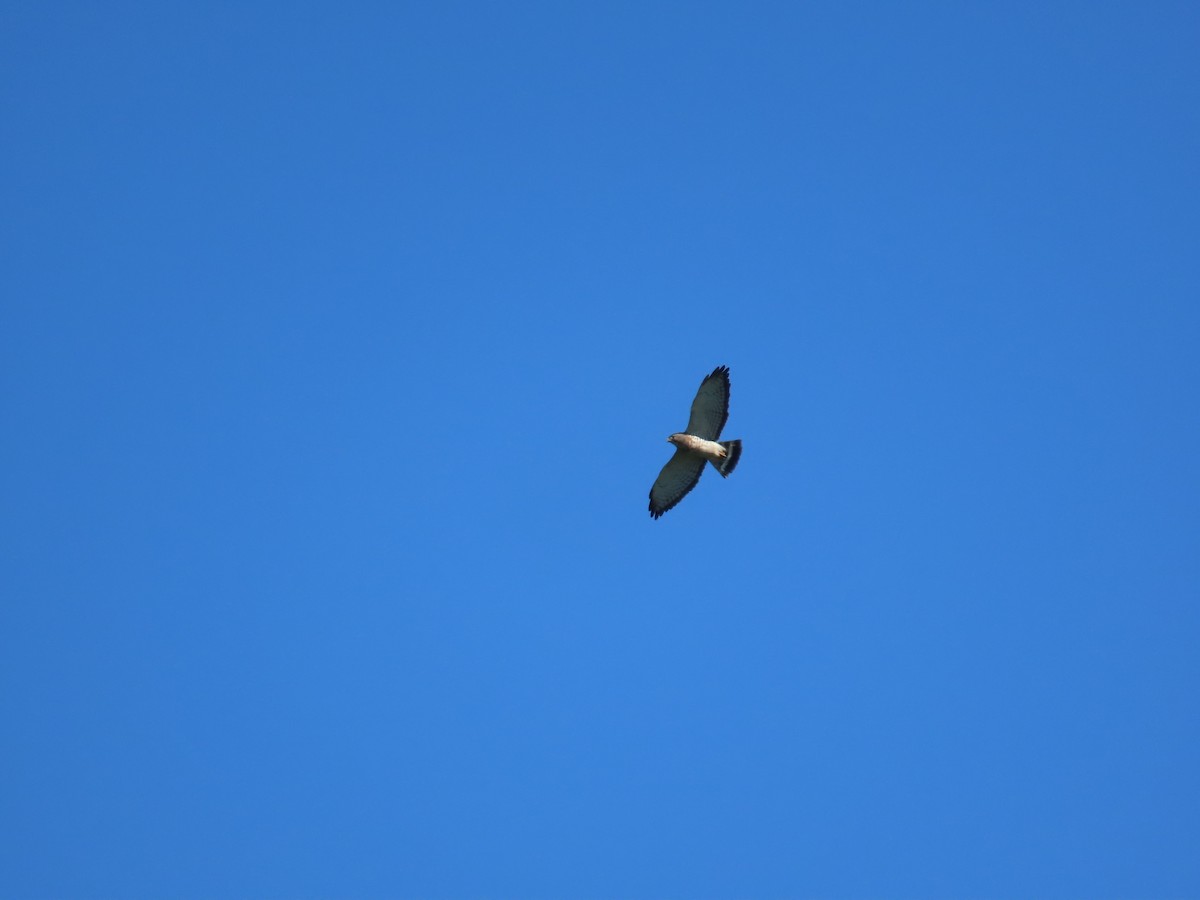 Broad-winged Hawk - ML637730336