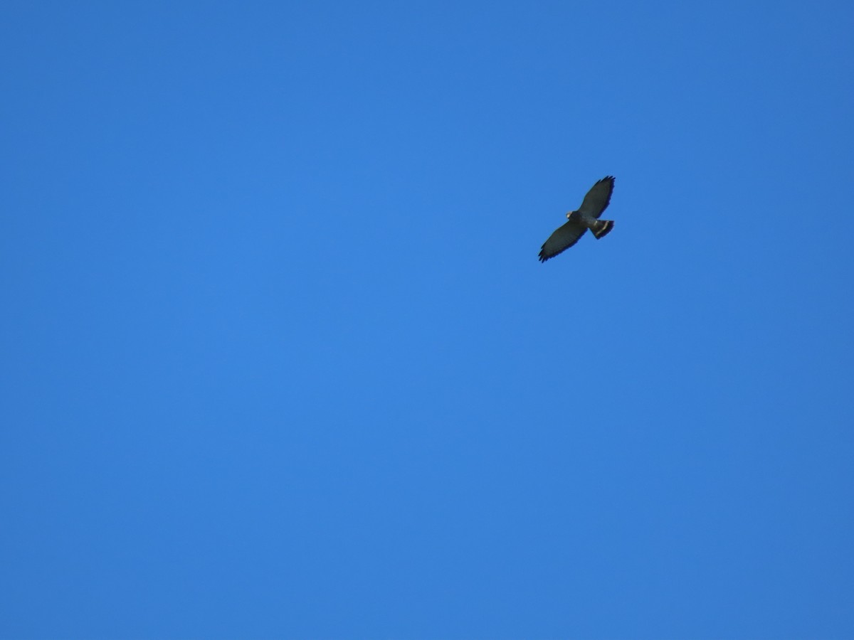 Broad-winged Hawk - ML637730337