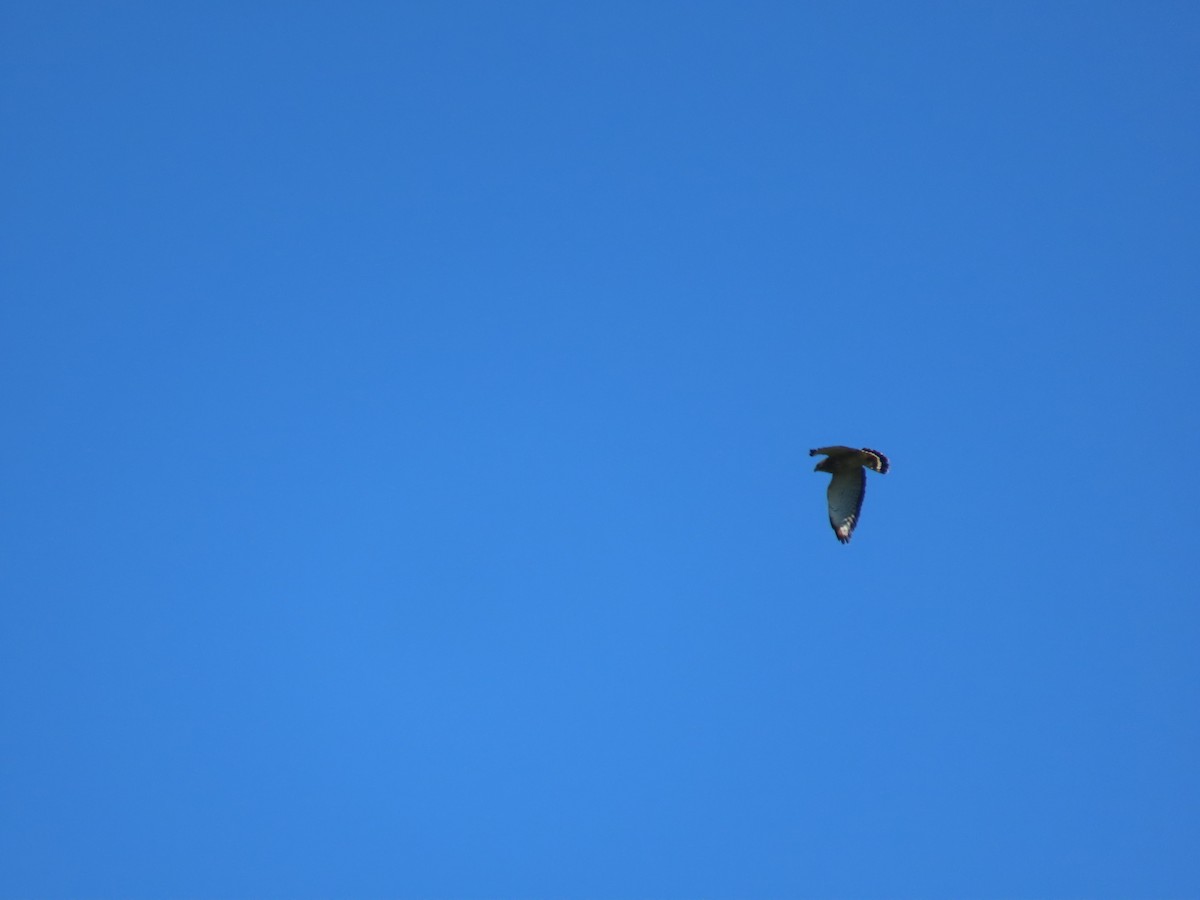 Broad-winged Hawk - ML637730338
