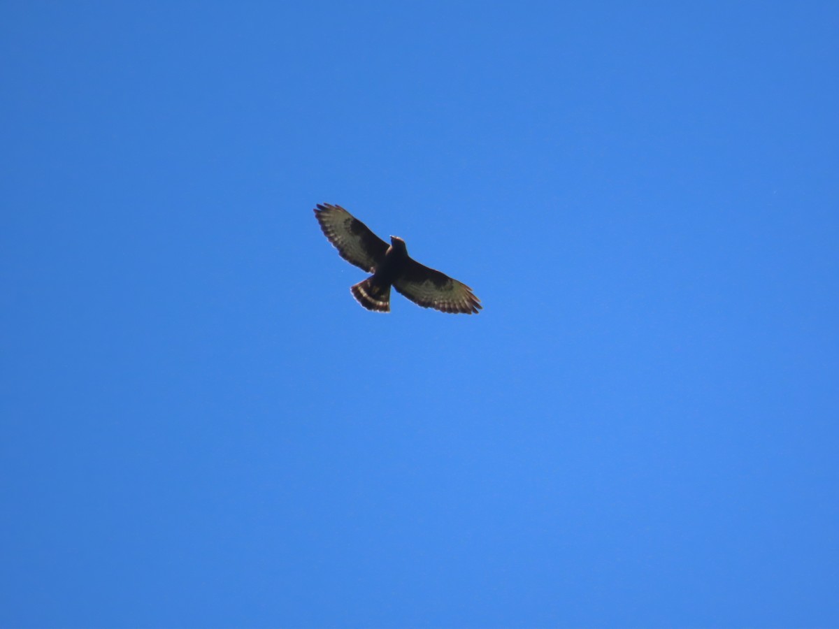 Broad-winged Hawk - ML637730339