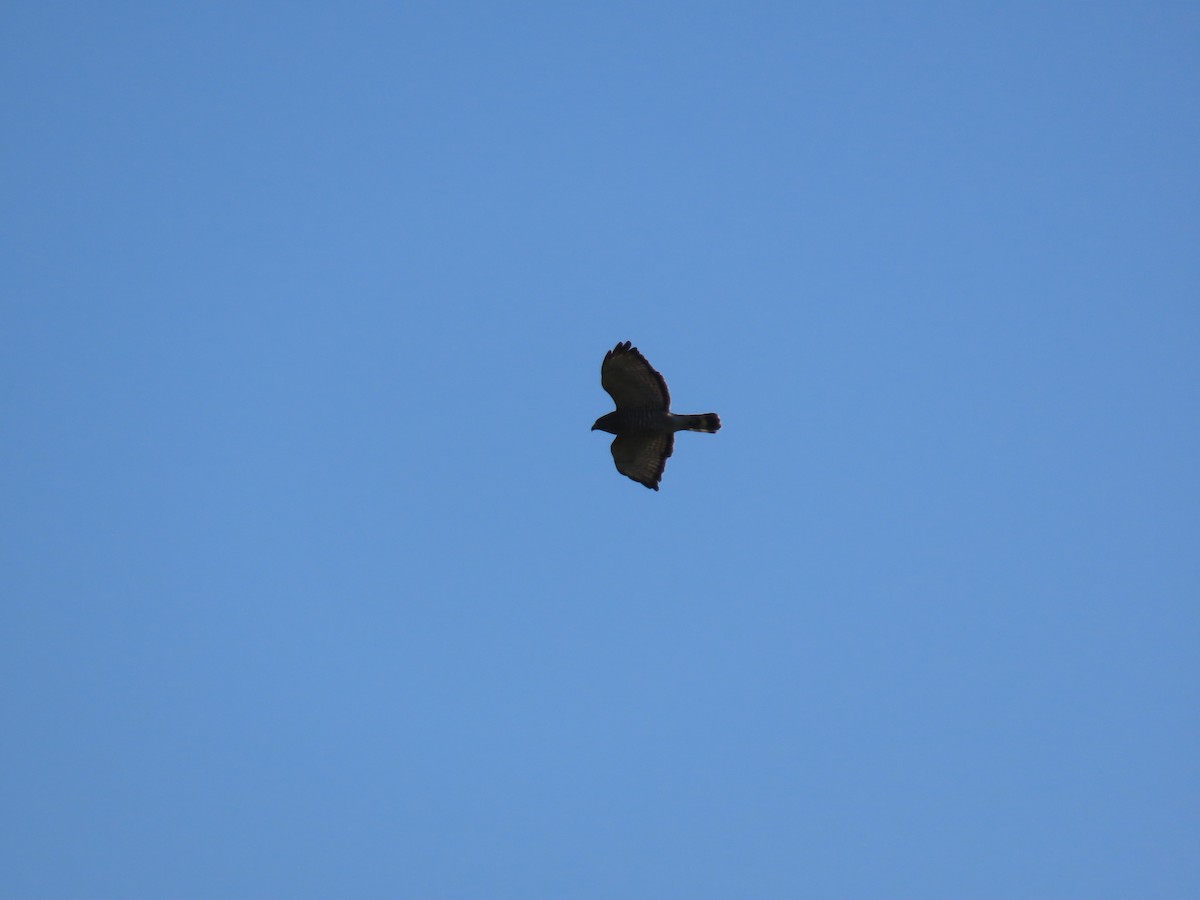 Broad-winged Hawk - ML637730340