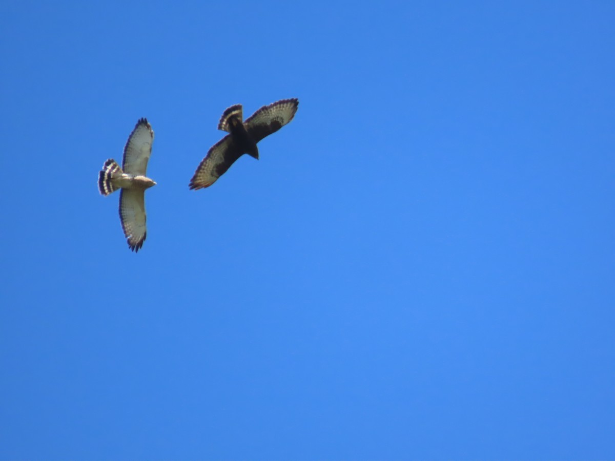 Broad-winged Hawk - ML637730341
